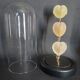 Curiosity cabinet globe with Venus heart shells corculum cardiss