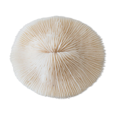 Corail ancien