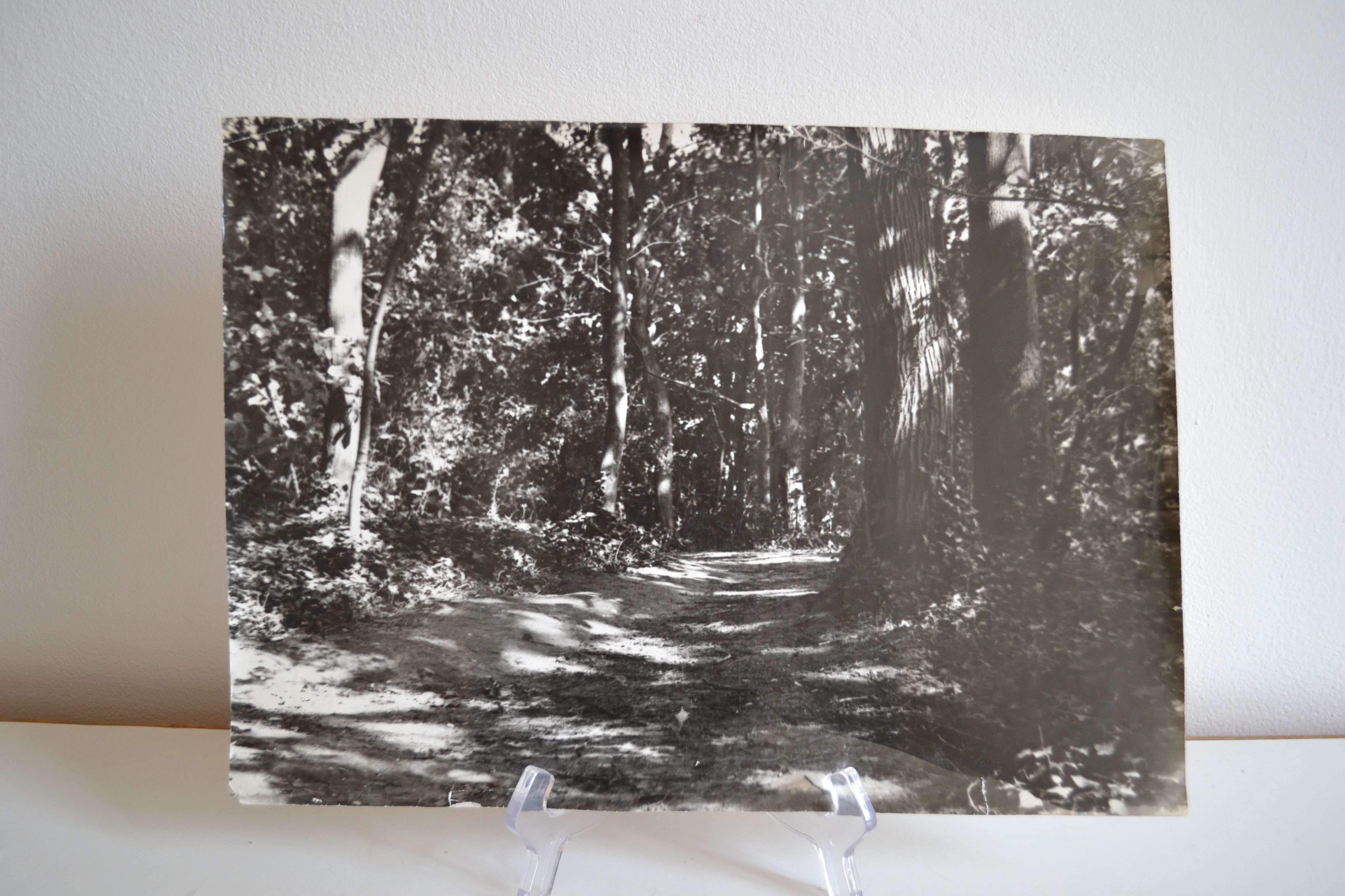 Anonymous film photo forest circa 1970