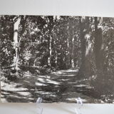Anonymous film photo forest circa 1970