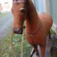 Antique rocking horse