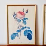 Lithograph pj redouté hundred-leaf rose bush 20th century