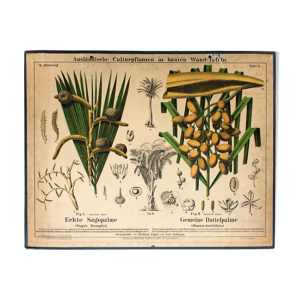 Affiche pédagogique - palmier