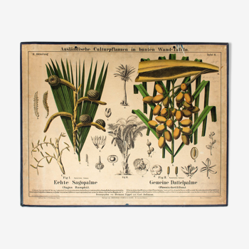 Educational sagoutier and Palm poster