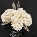 Corail blanc naturel ancien et cristal sur socle en bois napoléon iii xixe cabinet de curiosités