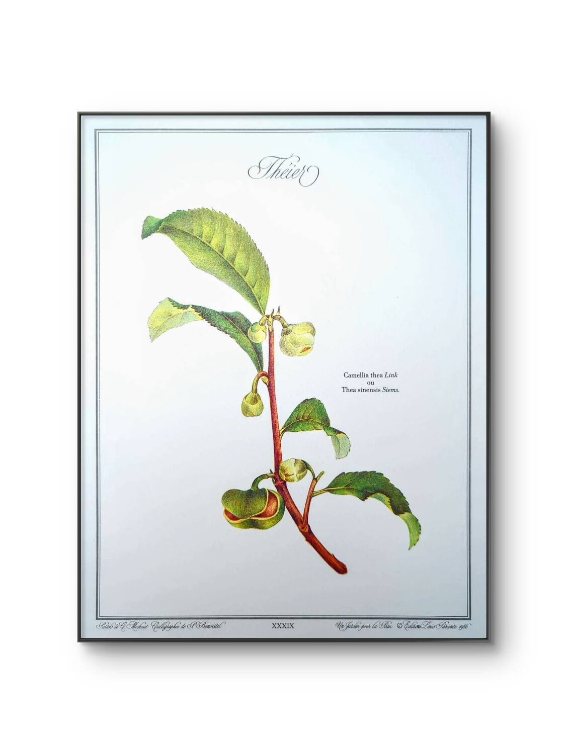 Printed in 1986, The Tea Planter. Original Vintage and Authentic.