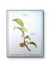 Printed in 1986, The Tea Planter. Original Vintage and Authentic.