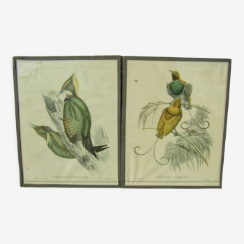 Paire de gravures " aux oiseaux"