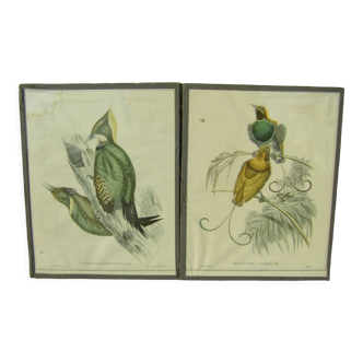 Pair of engravings "with birds"