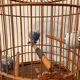 Ancienne cage à oiseaux en bois et rotin