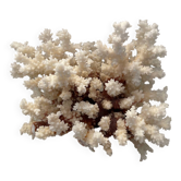 Corail Naturel Ancien