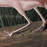 Engraving by J.-J. Audubon Editions of the Disaster XXth Roseate Spoonbill