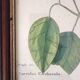 Lot of 2 old bird engravings - zoological plates by Seligmann & Catesby