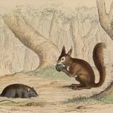 Original zoological plate "Rat - Squirrel - Field mouse - Mouse" Buffon 1840