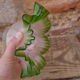 Green glass tulip