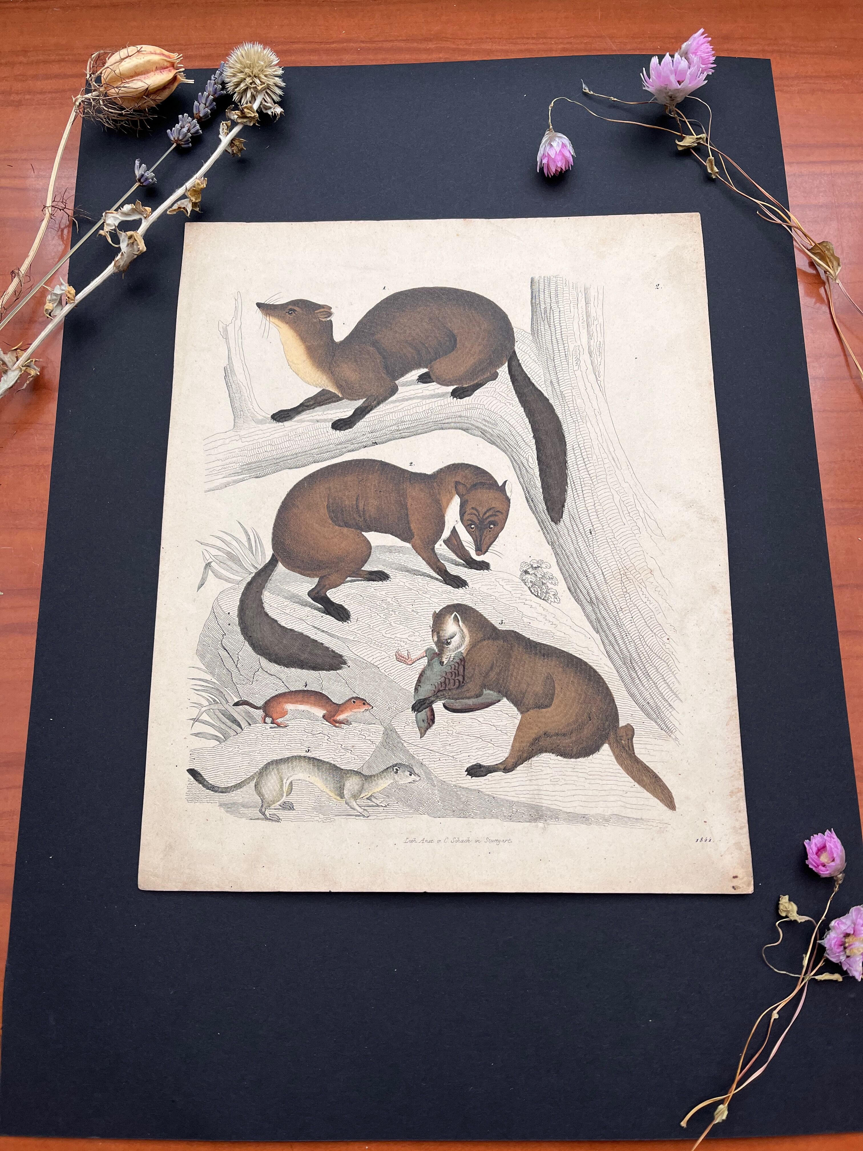 Poster (lithograph) marten and ferret