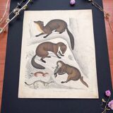 Poster (lithograph) marten and ferret