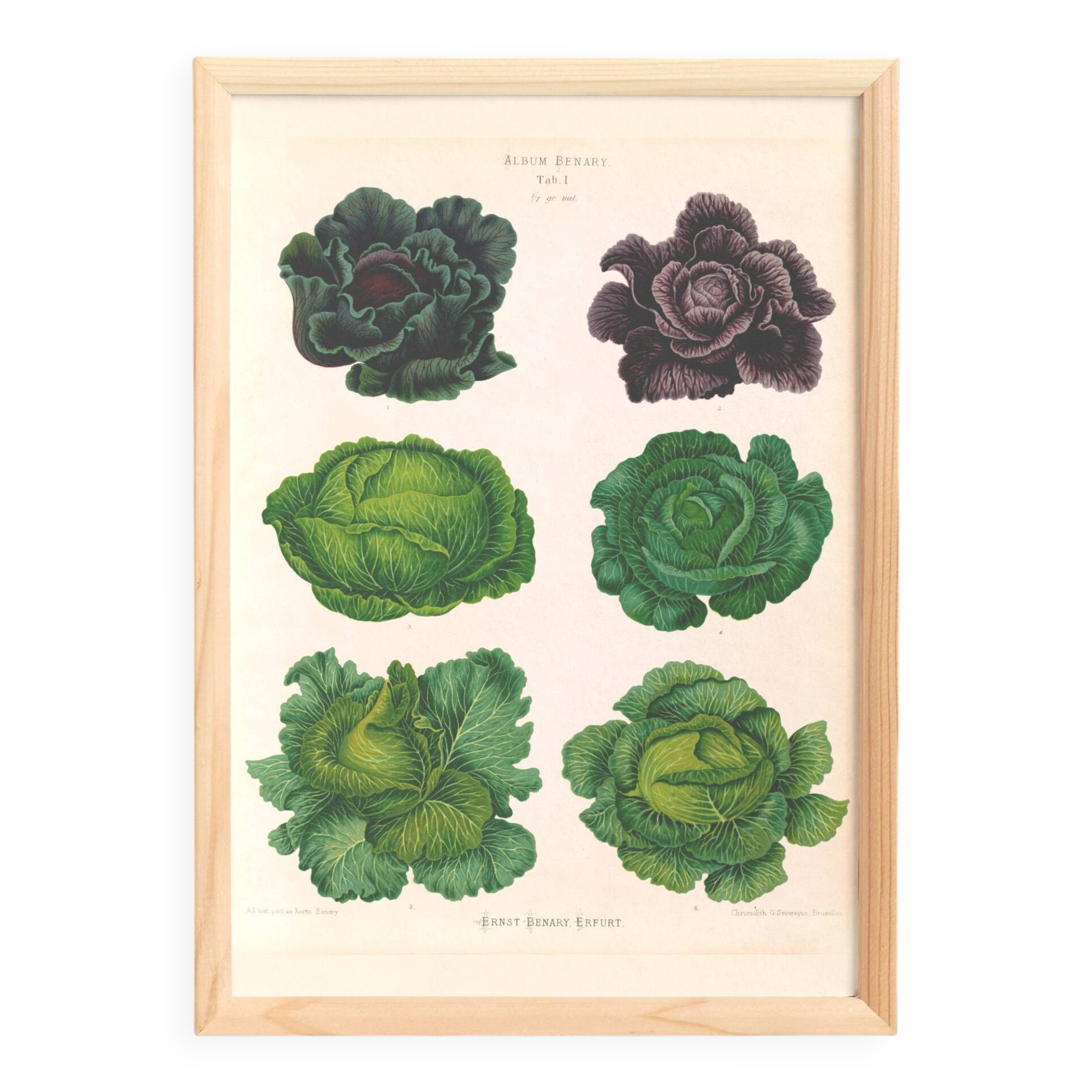 Poster on "Cabbages", based on an old engraving from 1886.