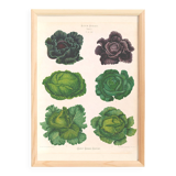 Poster on "Cabbages", based on an old engraving from 1886.