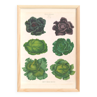 Poster about "Cabbage", based on an old engraving from 1886.