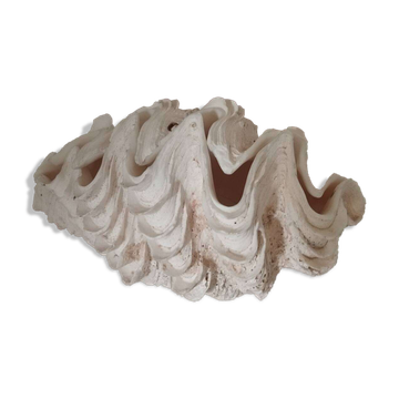Old complete clam shell