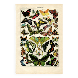 Antique engraving 1923 - Butterflies of the World by A. Millot - vintage print