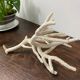 White coral branch