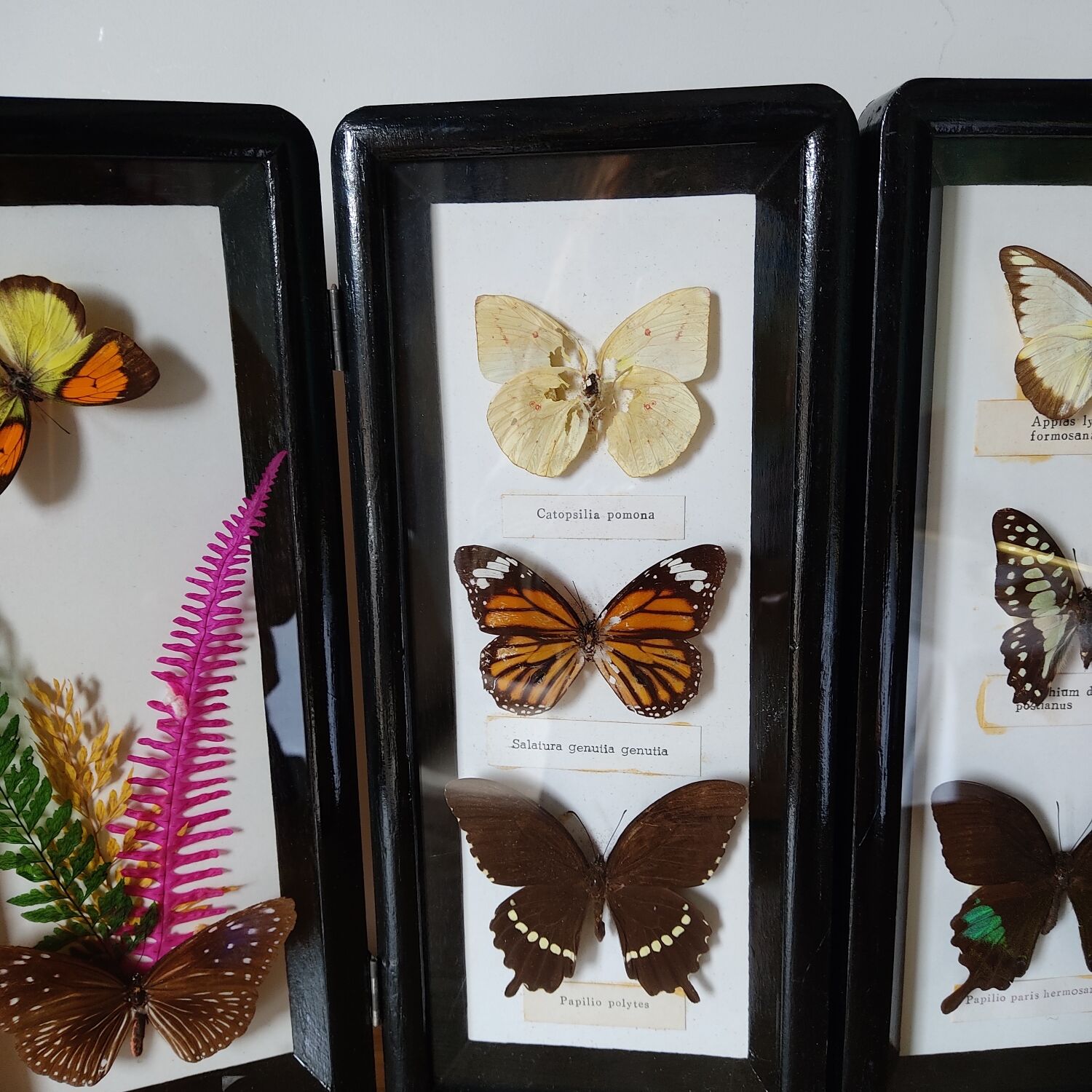 Papillons encadrés