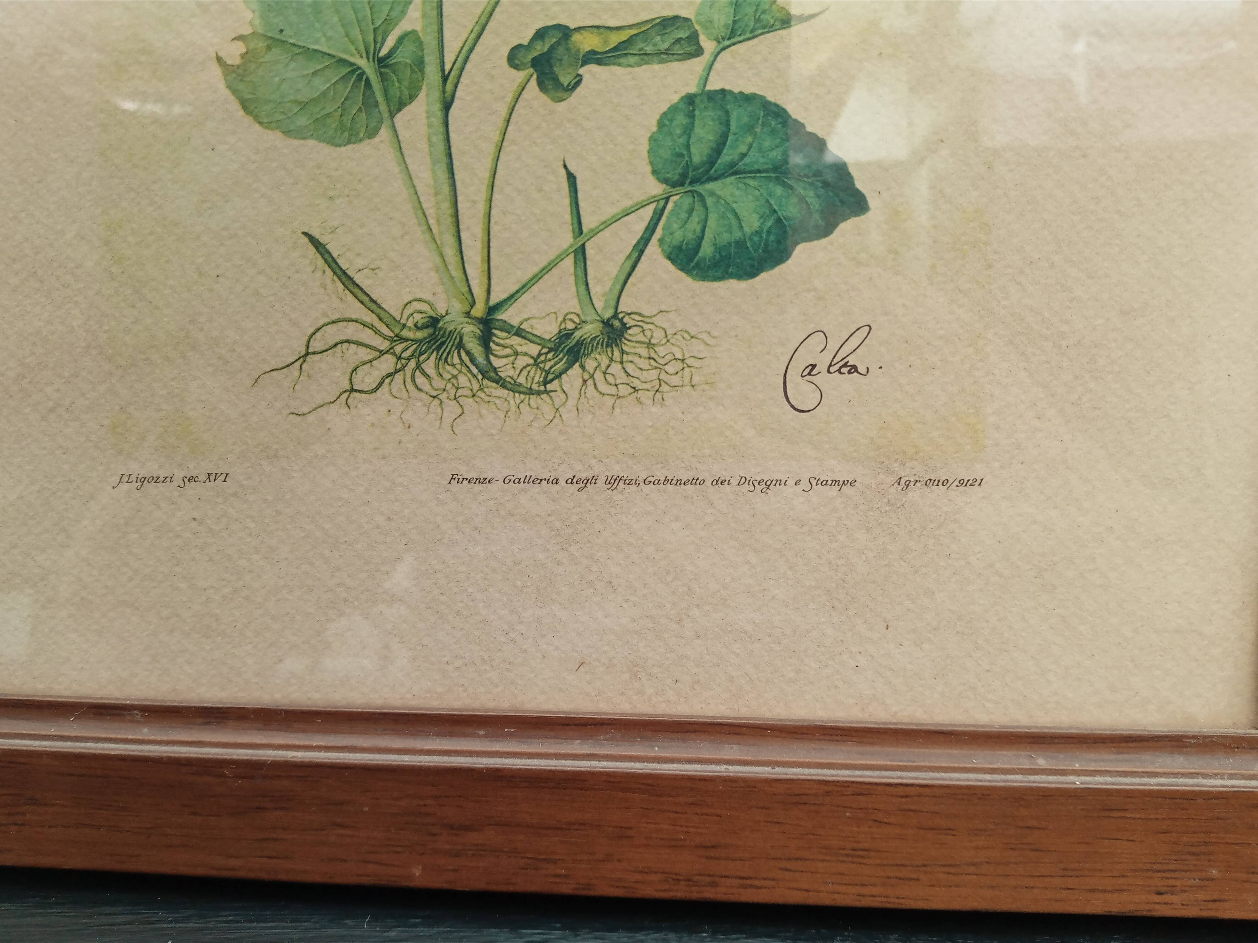 Botanical plate