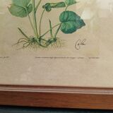 Botanical plate