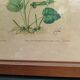 Botanical plate