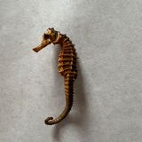 Hippocampe seché