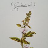 Marshmallow botanical board