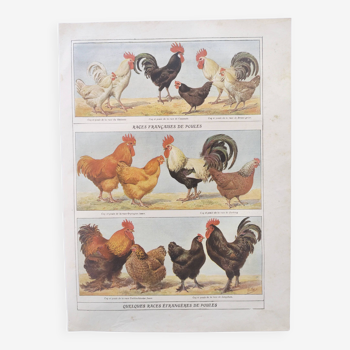 Planche zoologique par A.Millot • Poules et coqs (2) • Gravure ancienne originale de 1920