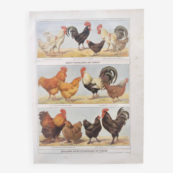 Zoological board by A.Millot • Hens and roosters (2) • Original old engraving from 1920
