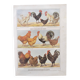 Planche zoologique par A.Millot • Poules et coqs (2) • Gravure ancienne originale de 1920