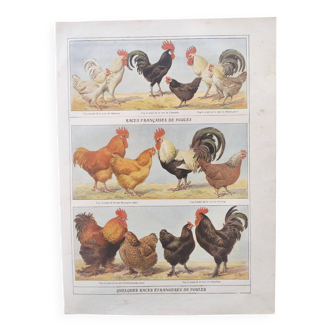 Planche zoologique par A.Millot • Poules et coqs (2) • Gravure ancienne originale de 1920