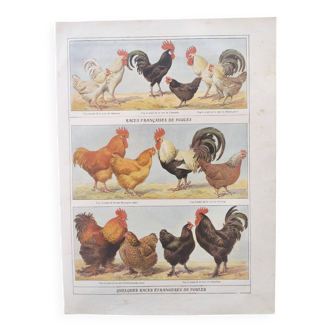 Zoological board by A.Millot • Hens and roosters (2) • Original old engraving from 1920