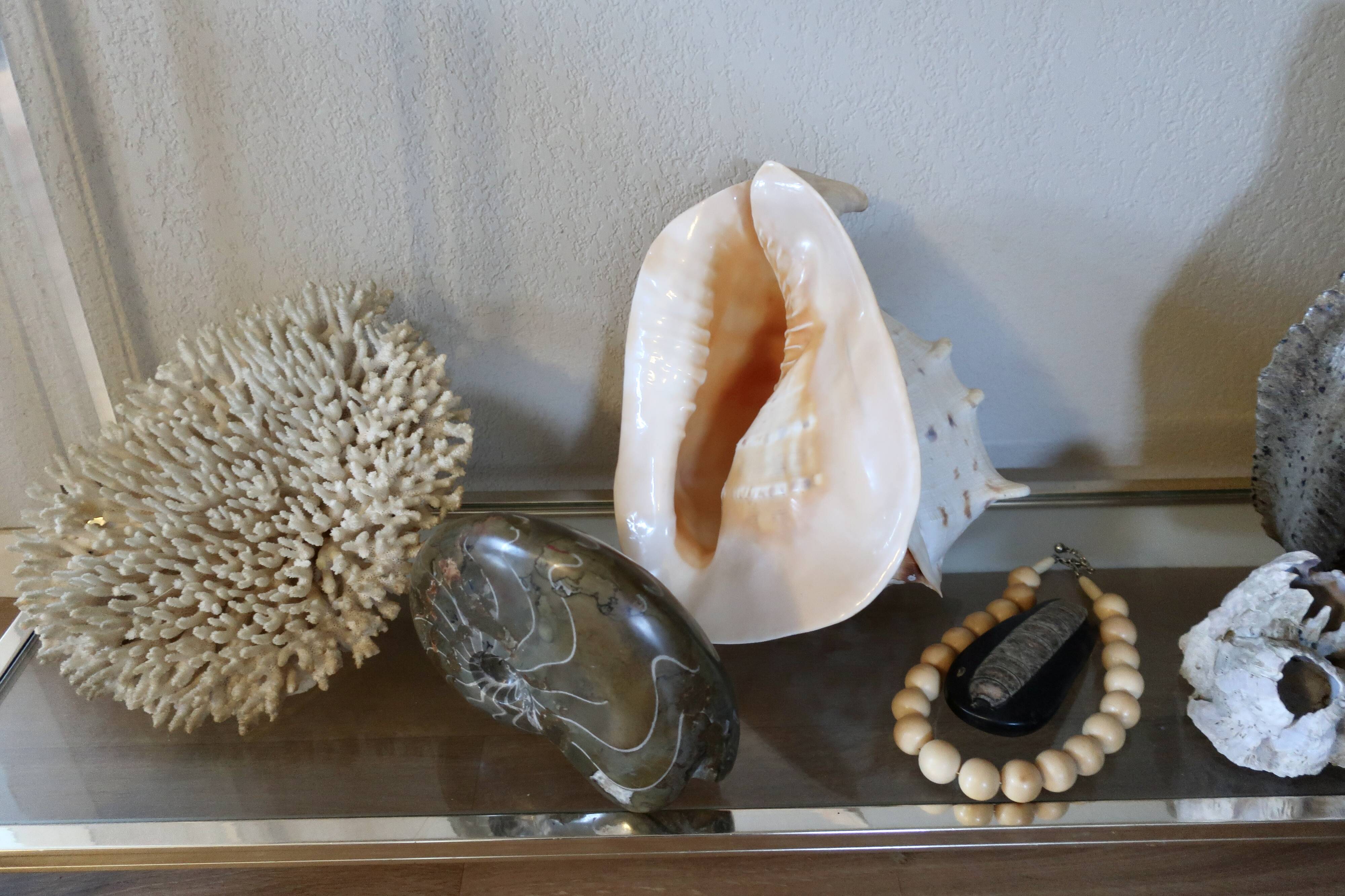 Rare and Large "Cassis Cornuta", Horned Helmet 32 cm, TBE