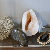 Rare and Large "Cassis Cornuta", Horned Helmet 32 cm, TBE