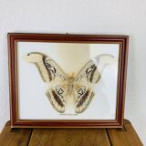 Naturalized Attacus Atlas butterfly frame