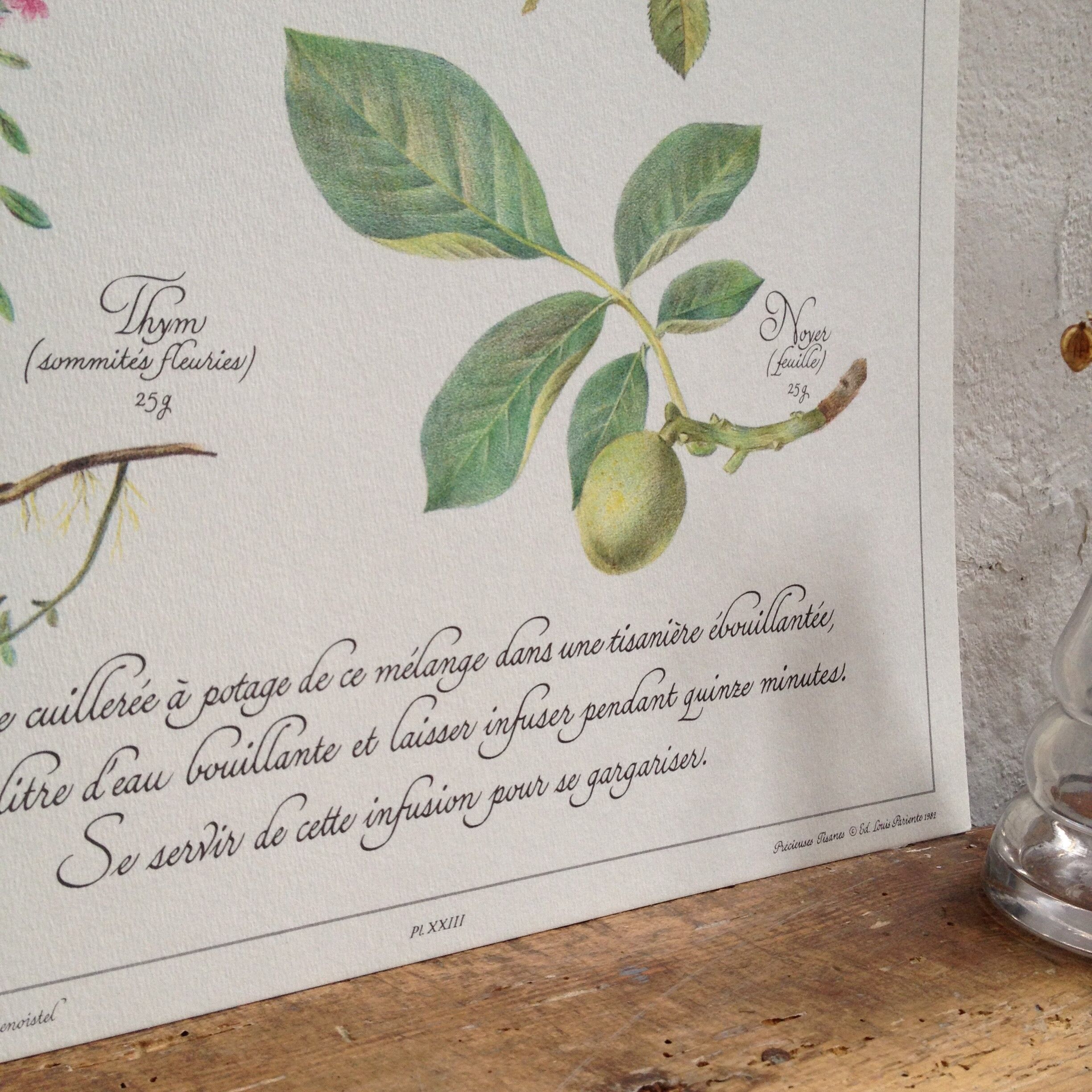 Botanical poster is a tisane