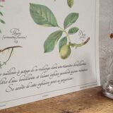 Affiche botanique tisane
