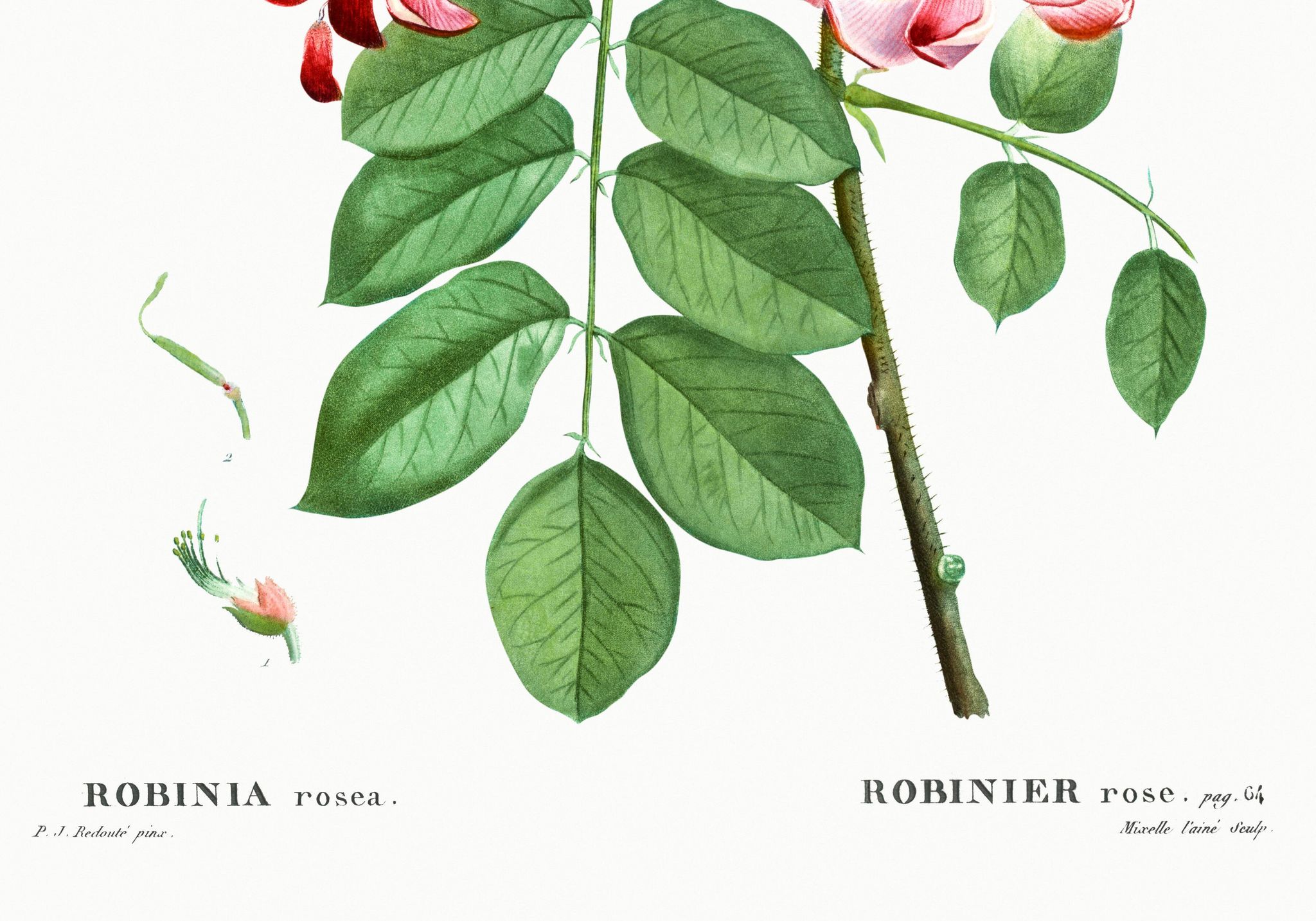 Affiche botanique sur Robinier rose, d’après une gravure ancienne de 1802