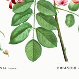 Botanical poster on Robinia rosea, after an old engraving from 1802