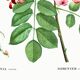 Botanical poster on Robinia rosea, after an old engraving from 1802