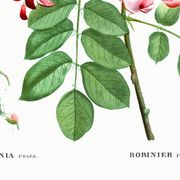 Affiche botanique sur Robinier rose, d’après une gravure ancienne de 1802