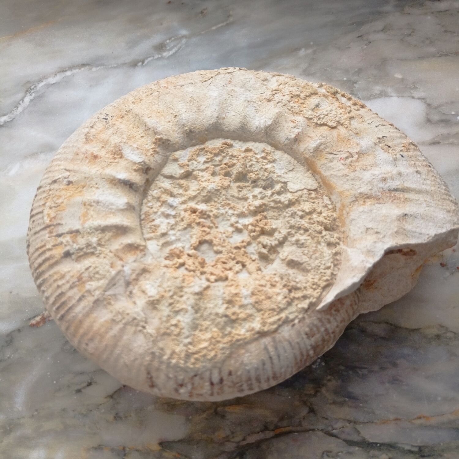 Ammonite fossilisée
