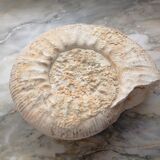 Fossilized ammonite