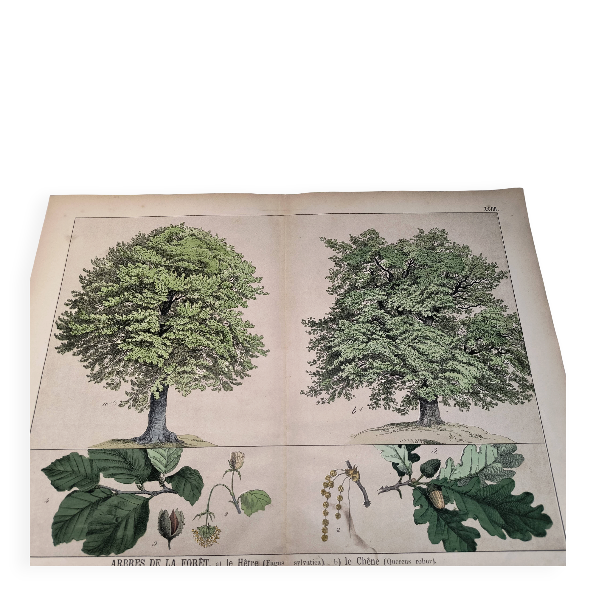 Gravure botanique 1870. Hêtre et Chêne. Planche arbre Vintage